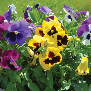Viola: Majestic Giants II Formula Mix - NEW!