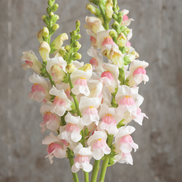 Snapdragon: Potomac Apple Blossom - NEW!