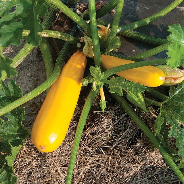 Squash: Summer Zucchini: Yellowfin - NEW!
