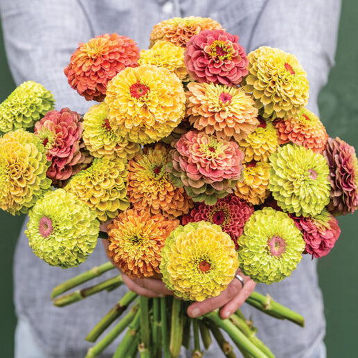 Zinnia: Queeny Series Mix - NEW!