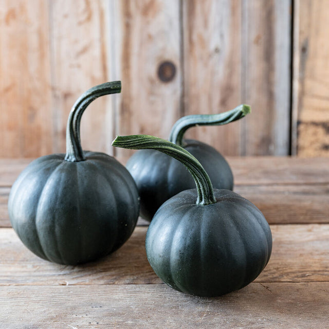 Pumpkin: Black Bear - NEW!