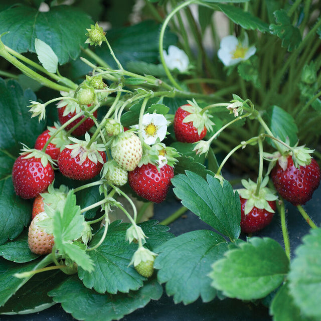 Strawberry: Mara des Bois - NEW!