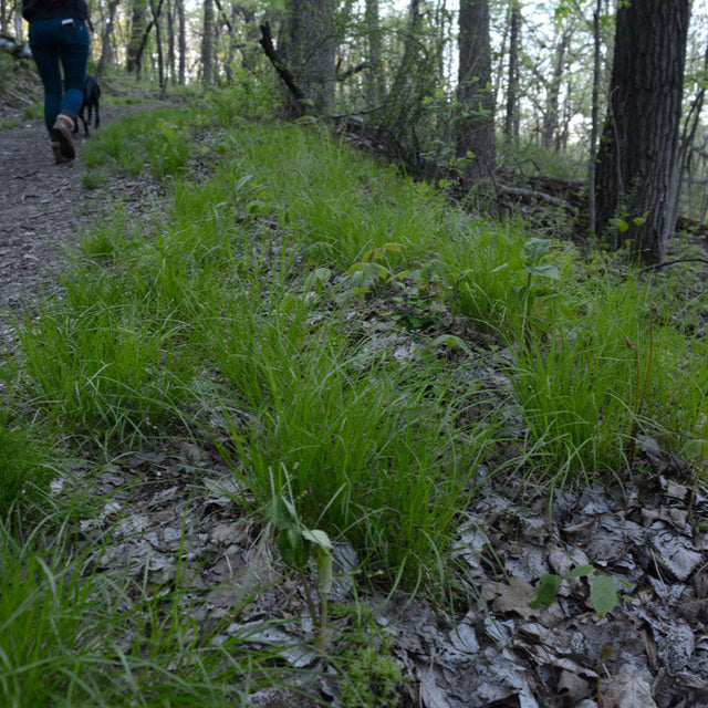 Sedge: Eastern Star (Carex radiata)