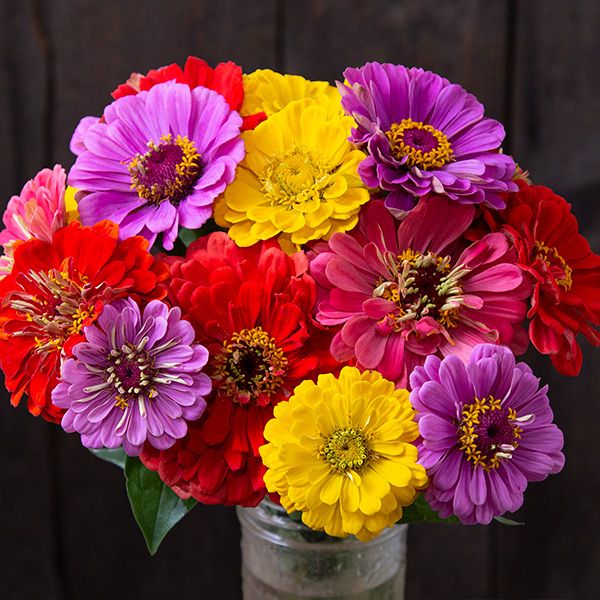 Country Fair Blend Zinnia Seeds