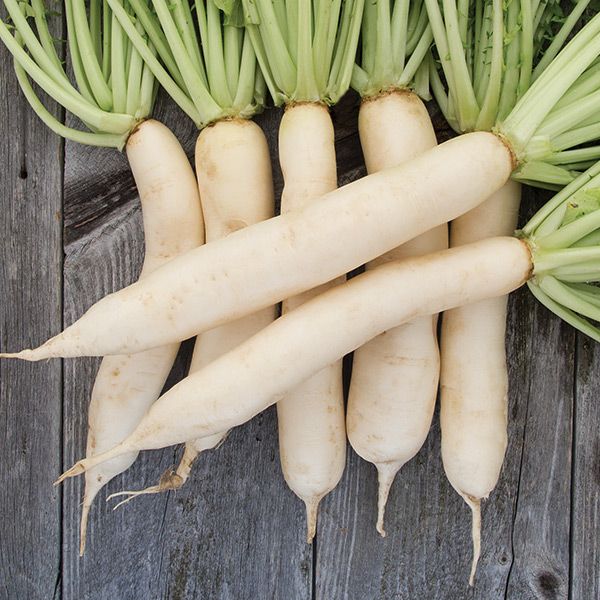 Daikon Radish Seeds - NEW!