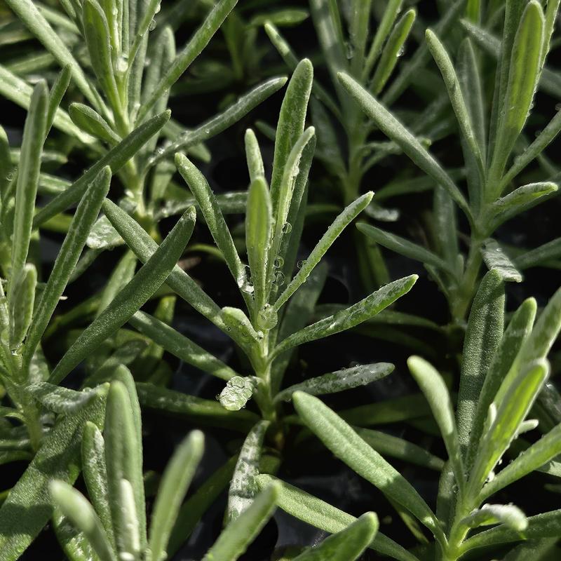 Lavender: Dutch - NEW!