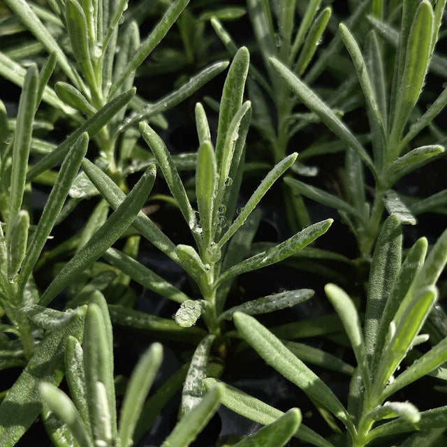 Lavender: Dutch - NEW!