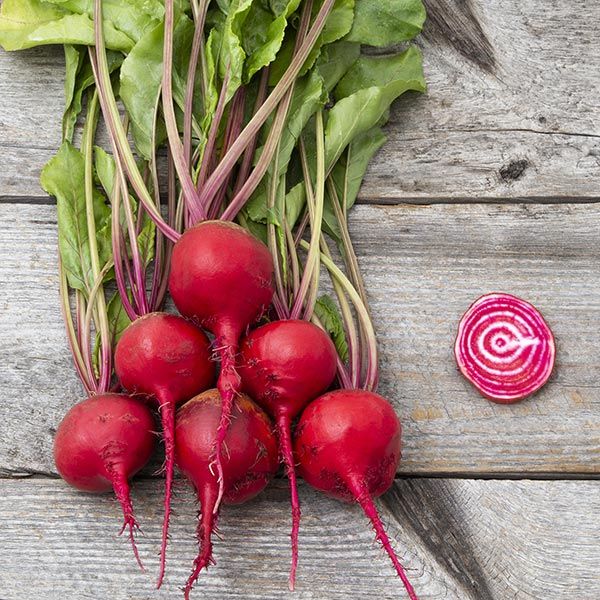 Guardsmark Chioggia Beet Seeds