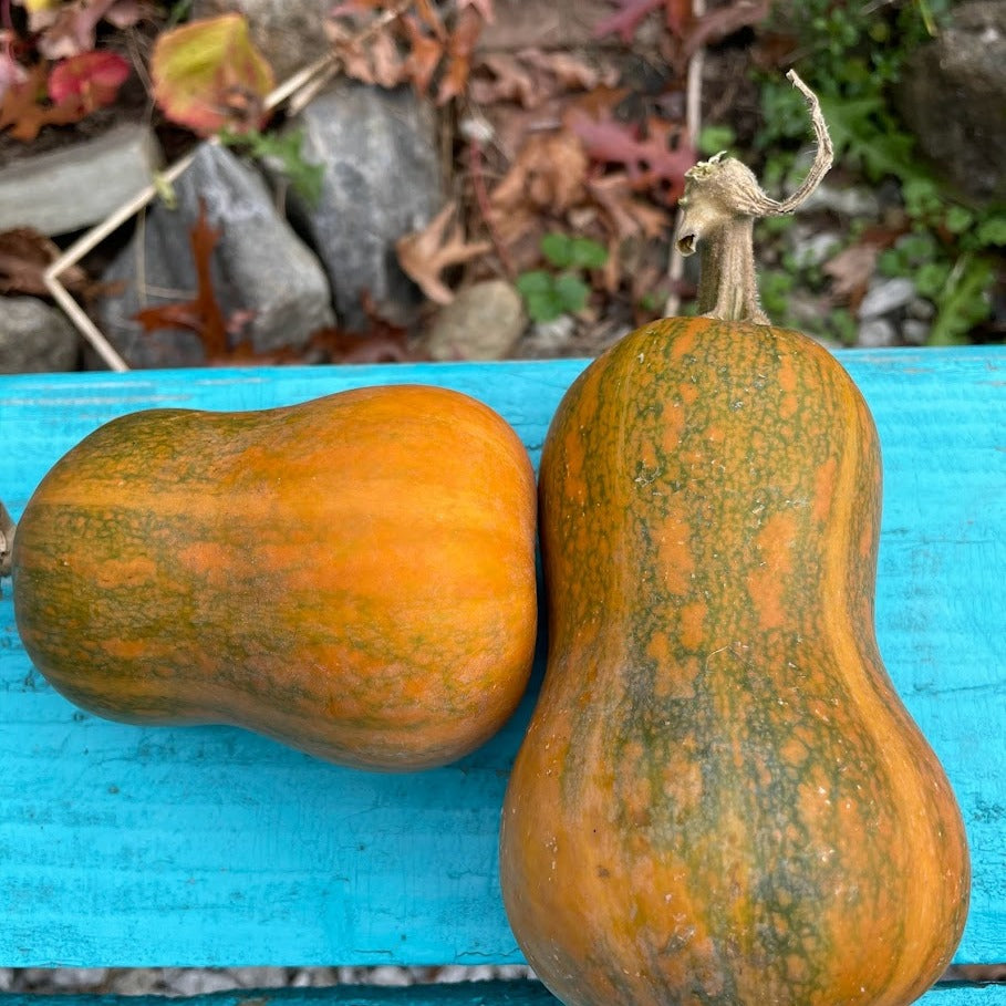 Squash: Honeynut Butternut