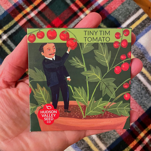 Tomato: Tiny Tim Dwarf