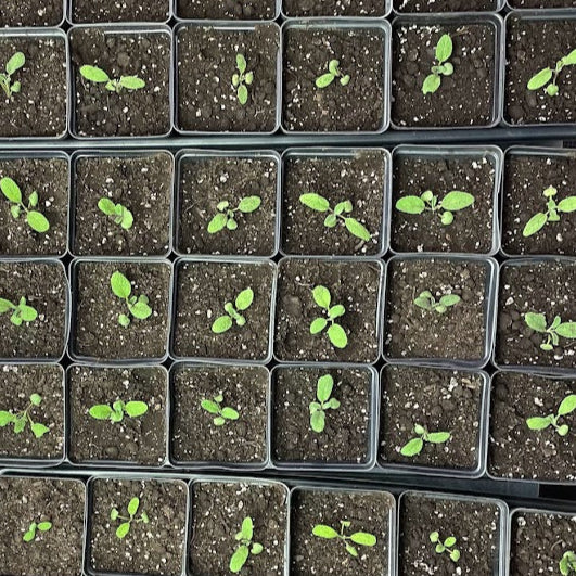 Seed Starting Workshop March 2025