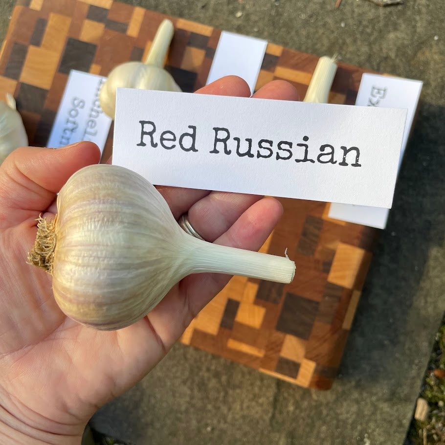 Garlic Bulb for Fall Planting - Organic