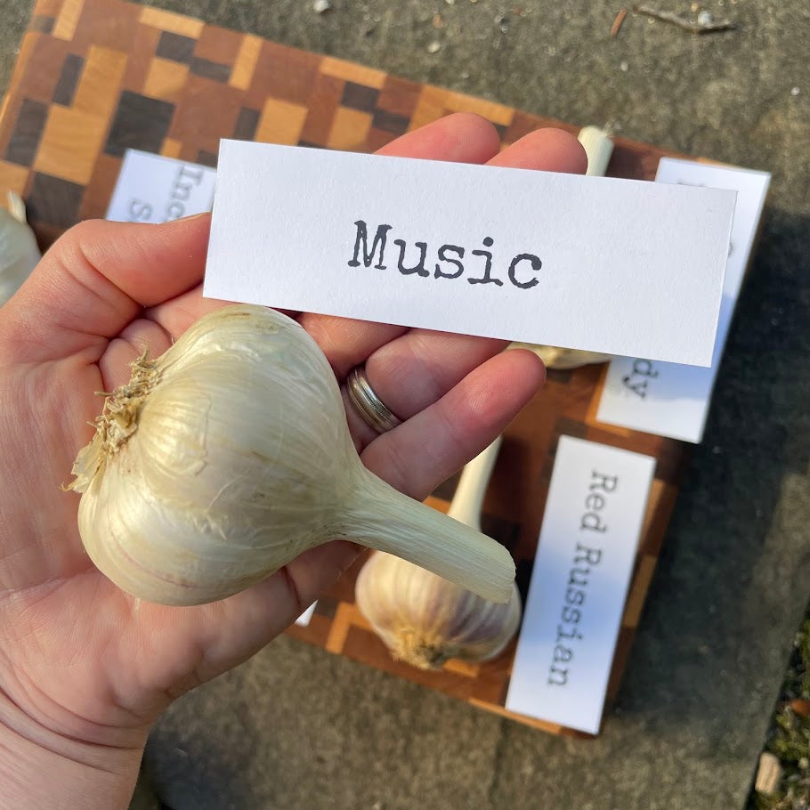 Garlic Bulb for Fall Planting - Organic