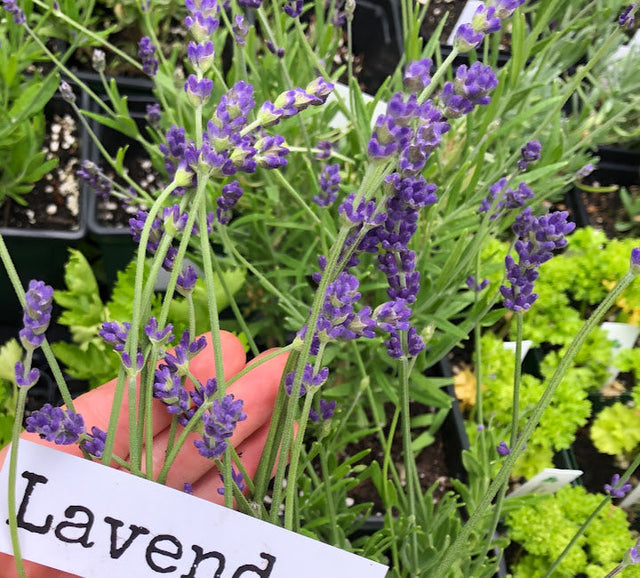 Lavender: Hidcote