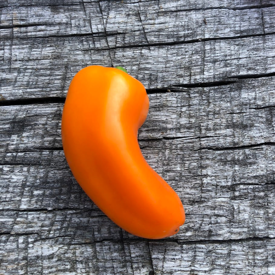 Sweet Pepper: Picnic Orange