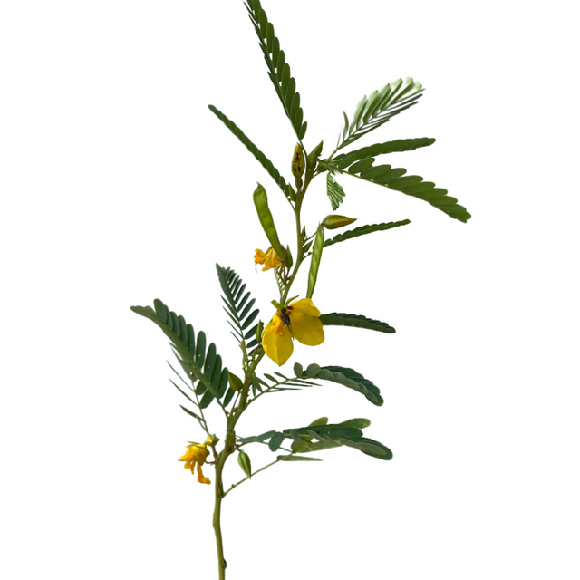 Partridge Pea (Chamaecrista fasciculata)