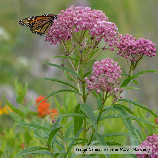 Milkweed: Rose (Asclepias incarnata)