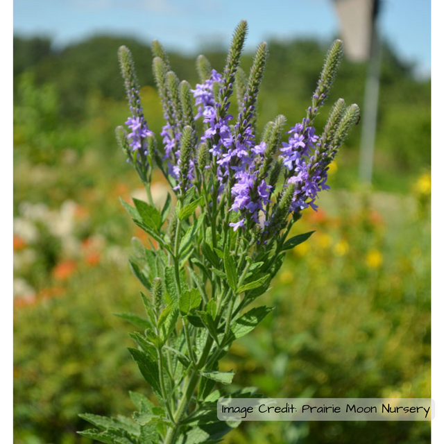 Vervain: Hoary (Verbena stricta)