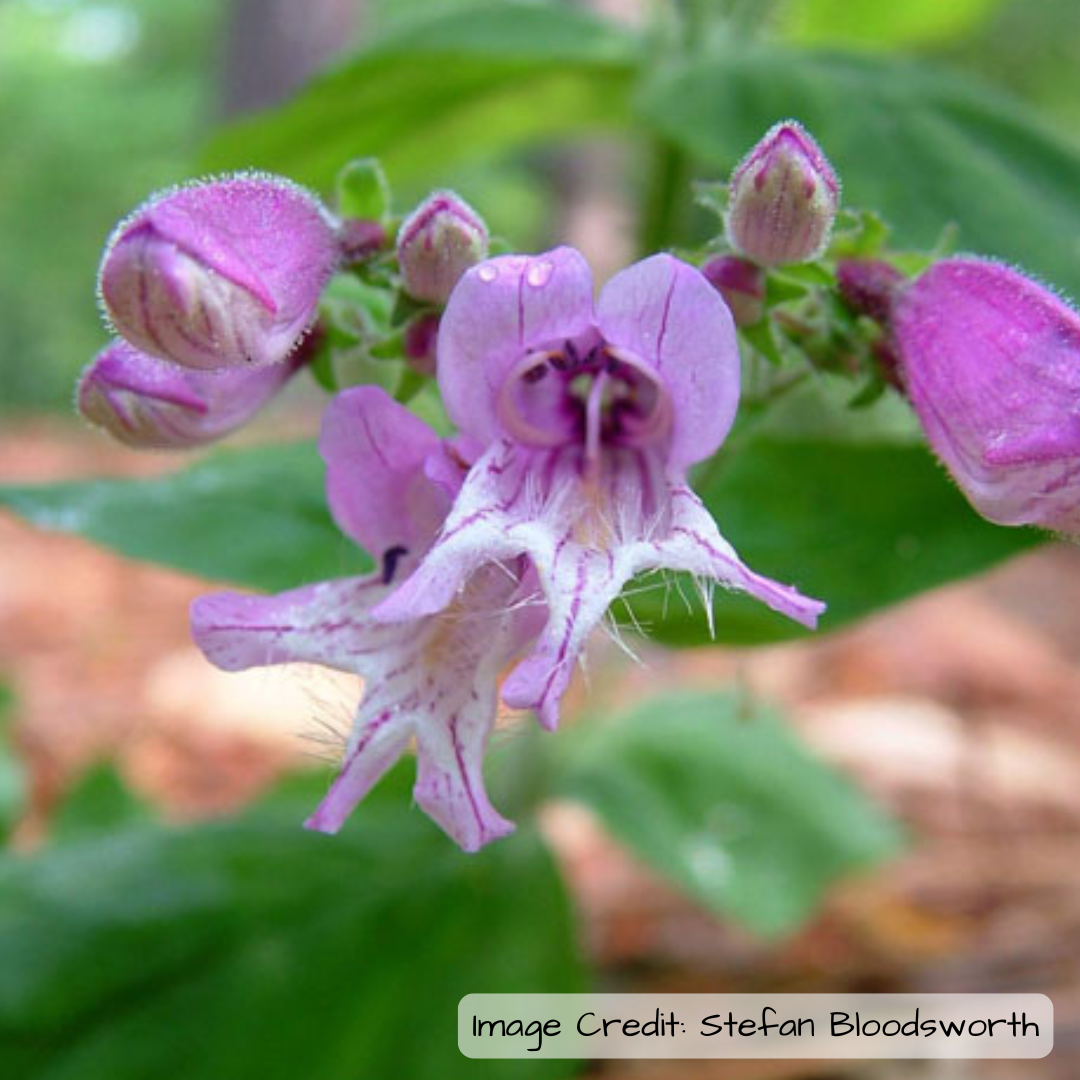 Small's beardtongue (Penstemon smallii)