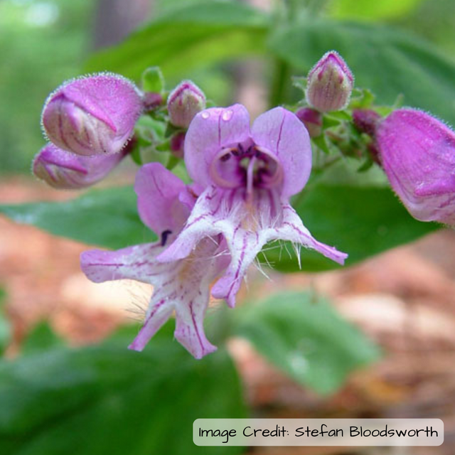 Small's beardtongue (Penstemon smallii) - NEW!