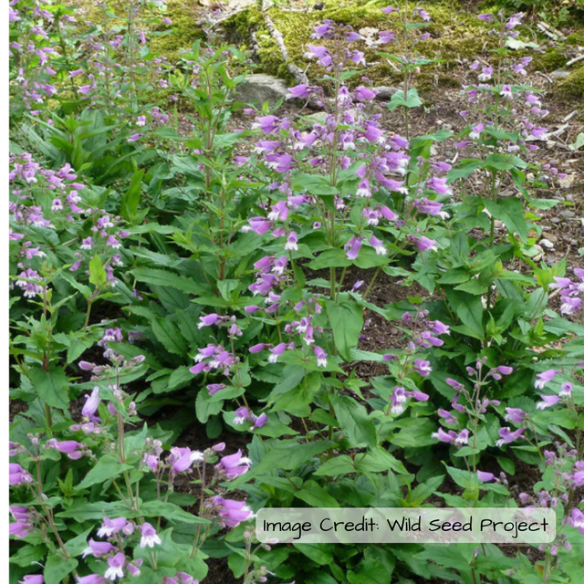 Small's beardtongue (Penstemon smallii) - NEW!