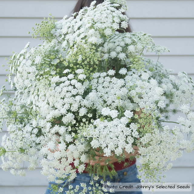 Ammi: Green Mist - NEW!