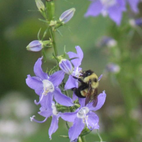 Tall American Bellflower (Campanula americana)