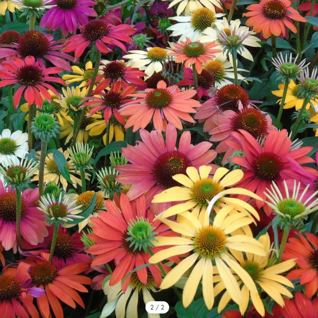 Echinacea: Paradiso Tall Mix