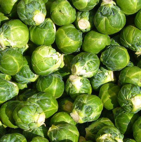 Brussels Sprouts: Silvia