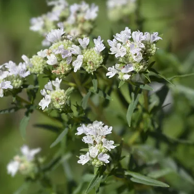 Mountain Mint: Virginia (Pycnanthemum virginianum)