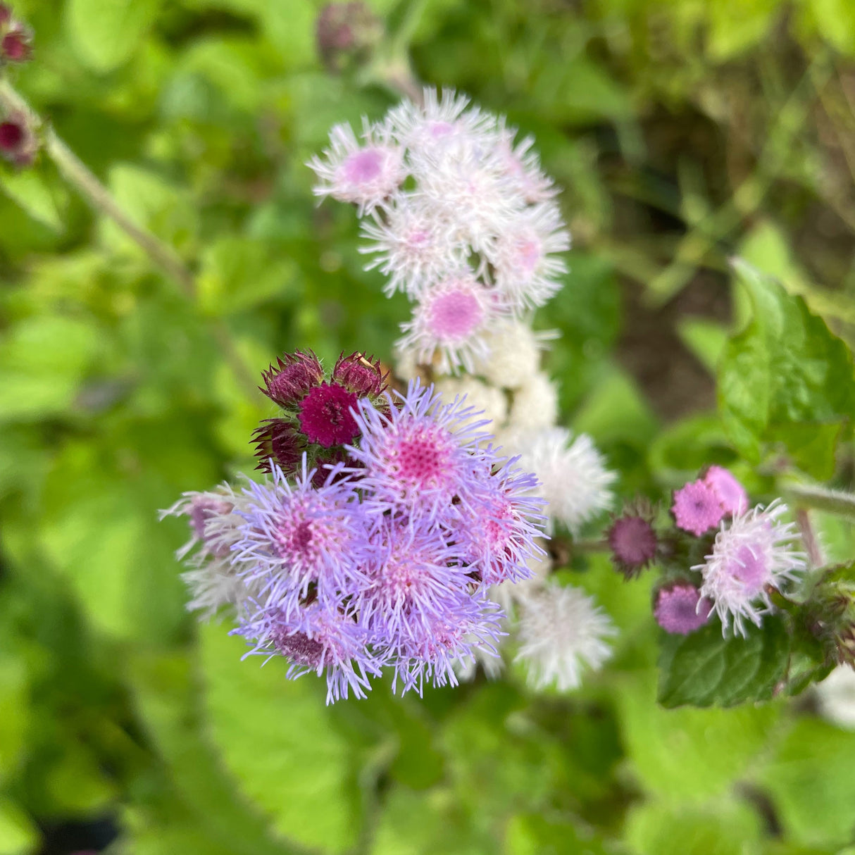 Ageratum: Tall Blue Planet