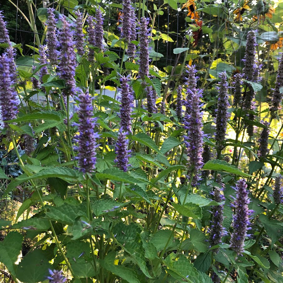 Anise Hyssop