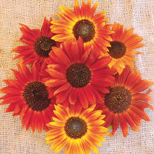Autumn Beauty Sunflower Seeds - NEW!