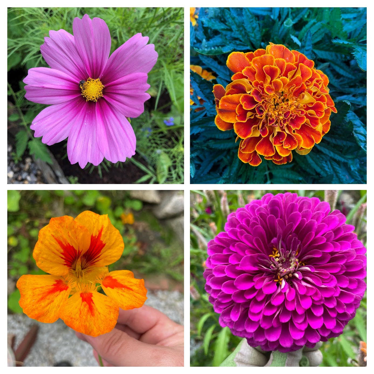 Variety Pack: Bestseller Flowers! - NEW!