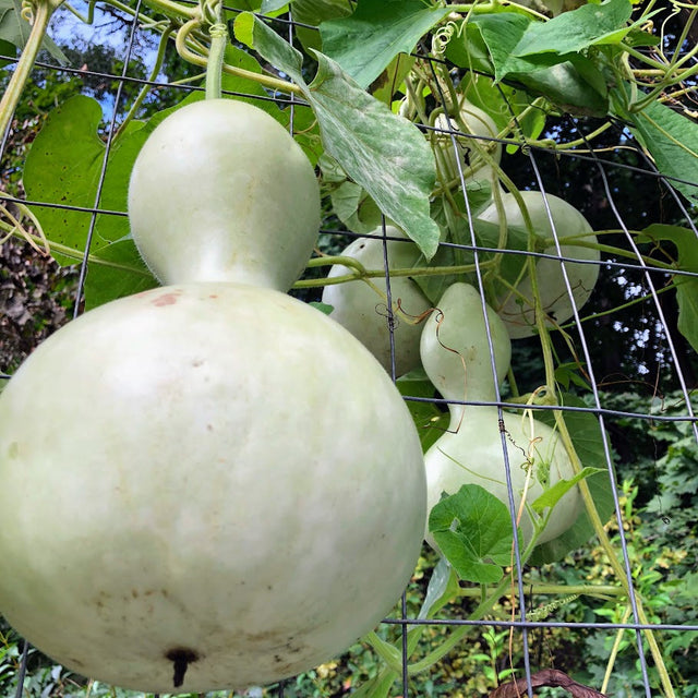 Gourd: Large Bottle/Birdhouse ,
