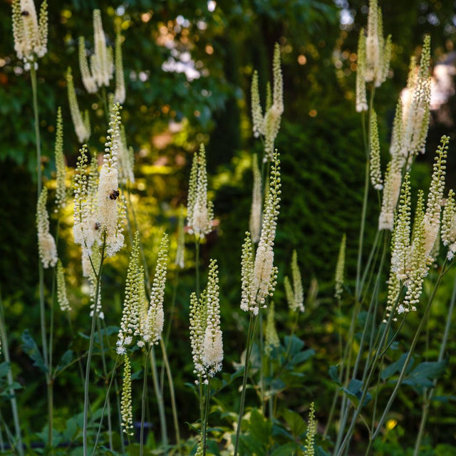 Black Cohosh (Actaea racemosa) - NEW!