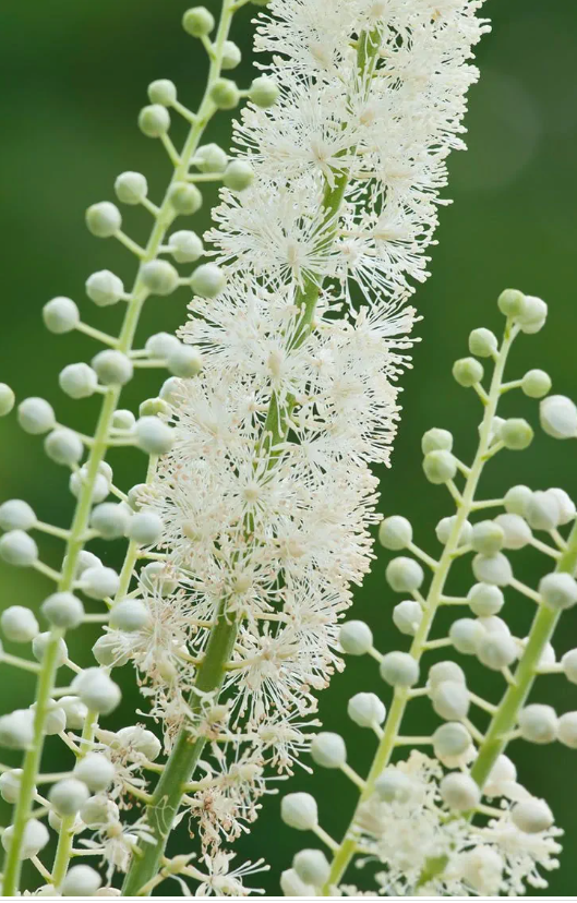 Black Cohosh (Actaea racemosa) - NEW!
