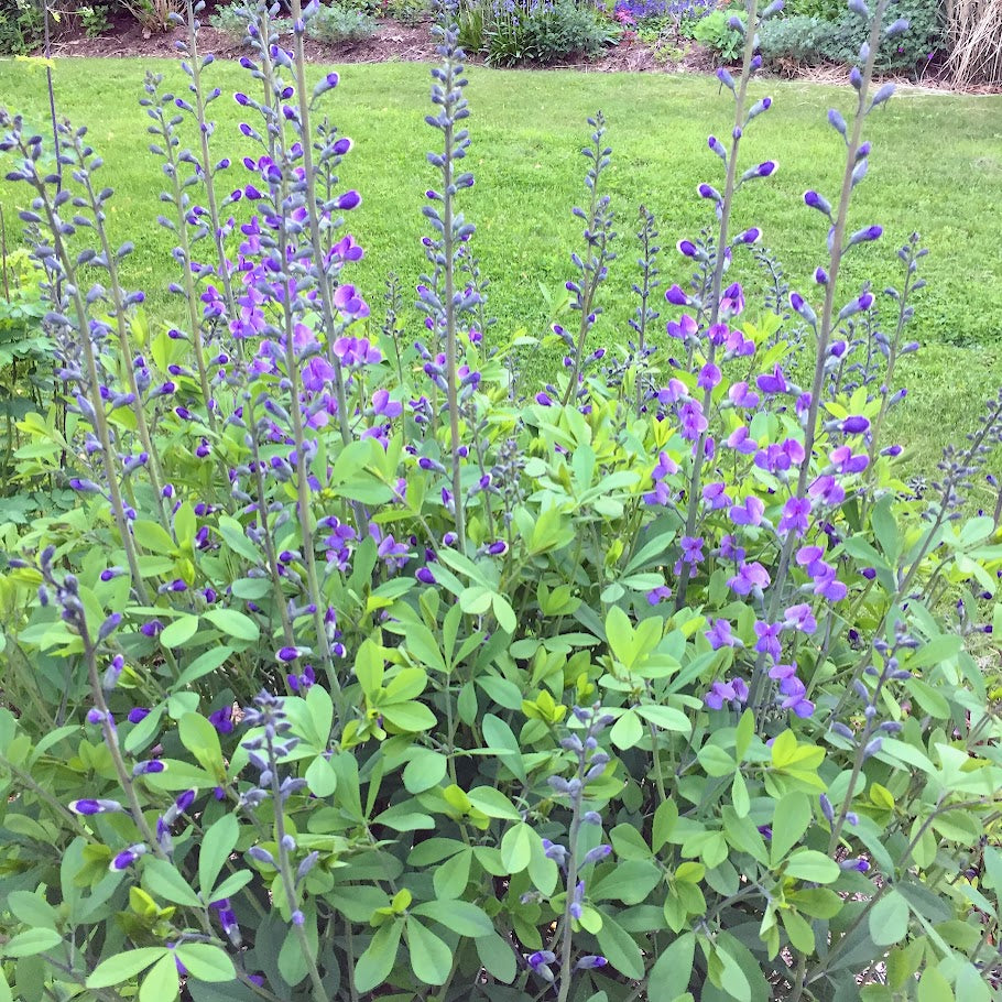 Blue Wild Indigo (Baptisia australis)
