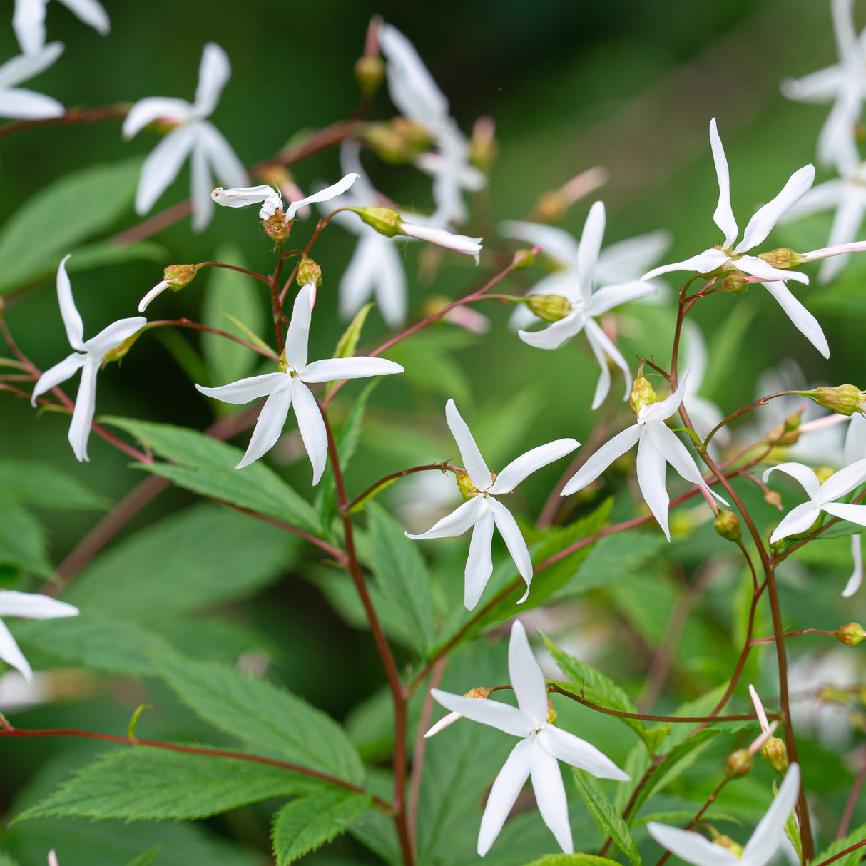 Bowman’s Root (Gillenia trifoliata)
