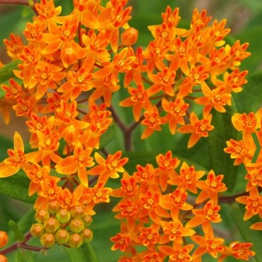 Milkweed: Butterfly (Asclepias tuberosa)