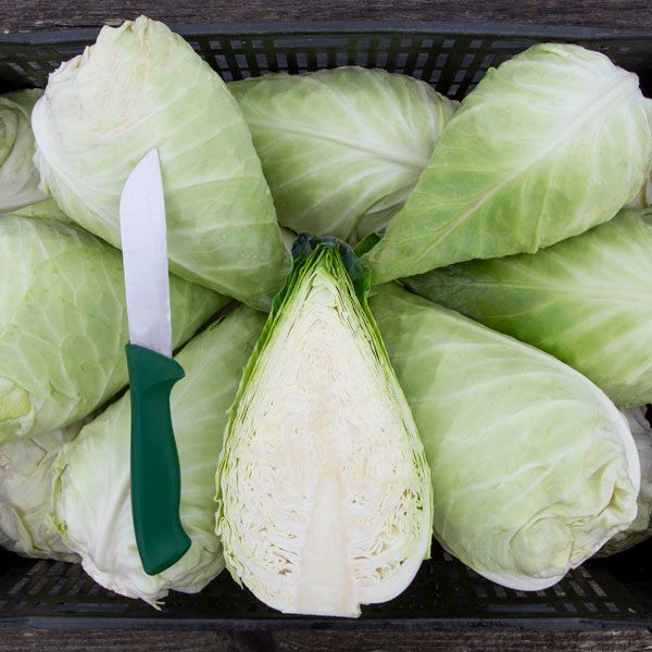 Cabbage: Caraflex - NEW!