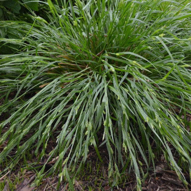 Sedge: Common Wood (Carex blanda)