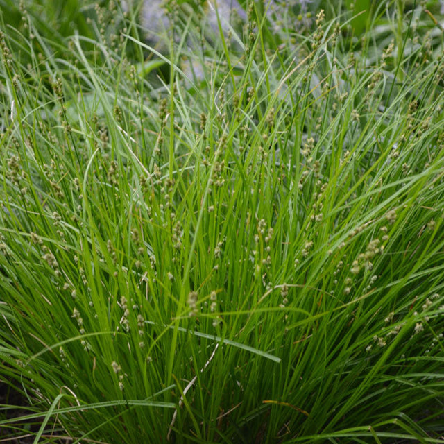 Sedge: Eastern Star (Carex radiata)