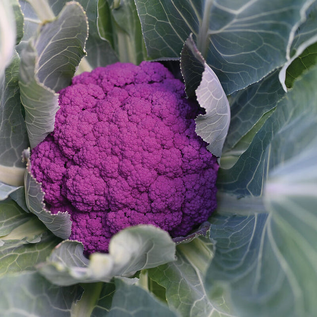Cauliflower: Purple Moon - NEW!