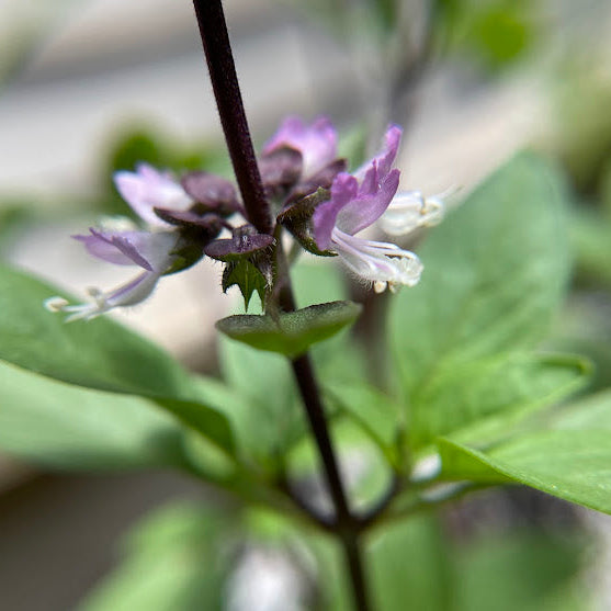 Basil: Cinnamon - Back! - NEW!