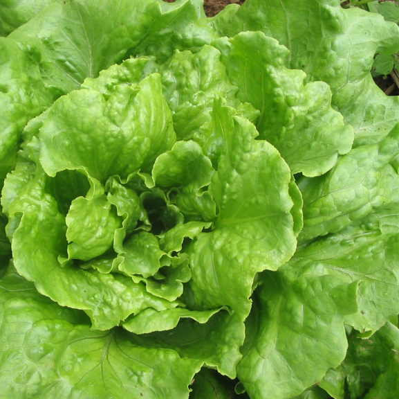 Lettuce: Concept Summer Crisp - NEW!