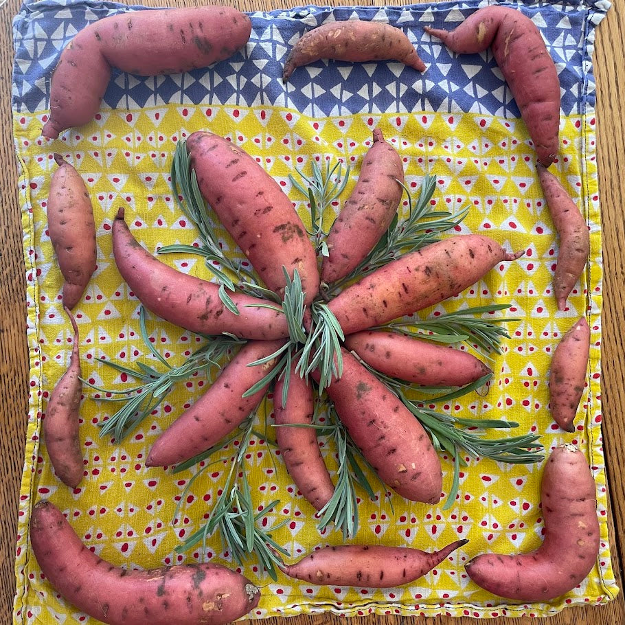 Sweet Potato Slips (Convington)
