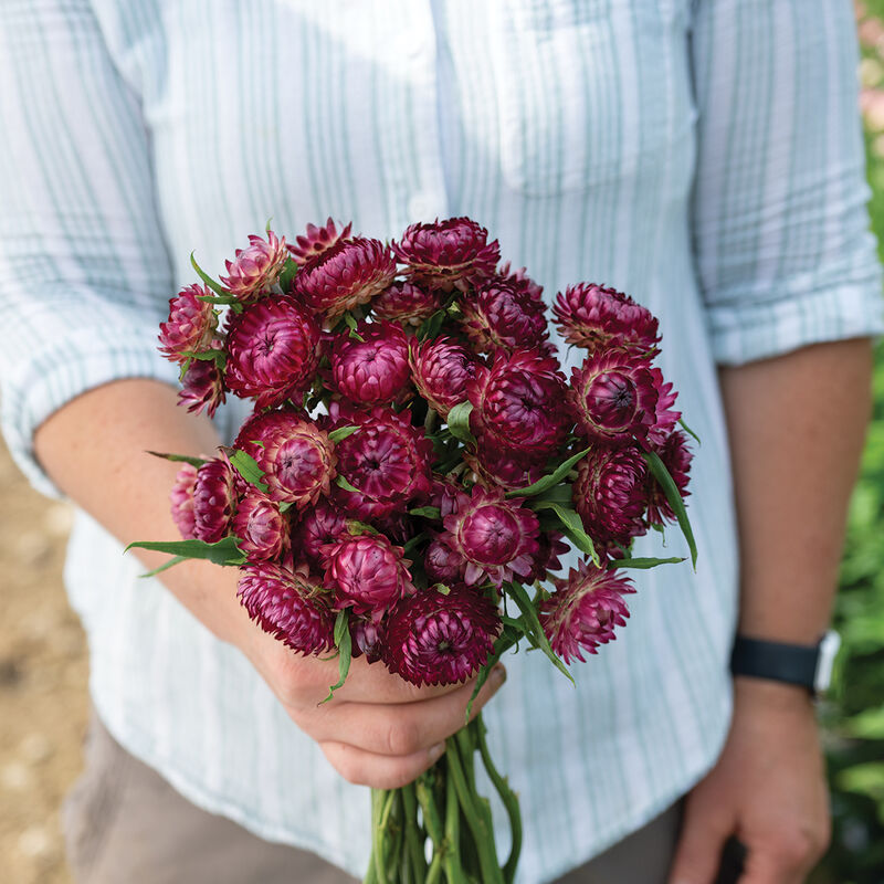 Strawflower: Cranberry Rose
