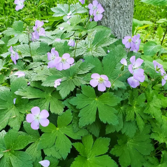 Cranesbill Geranium (Geranium maculatum)
