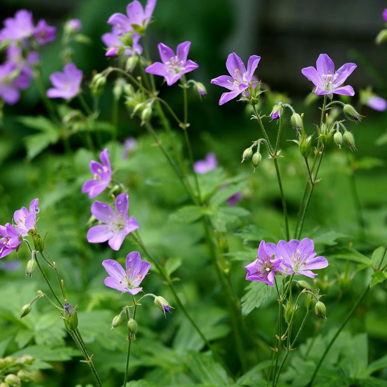 Cranesbill Geranium (Geranium maculatum)